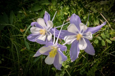 Hiking – Acorn Creek TH - Acorn Creek Loop