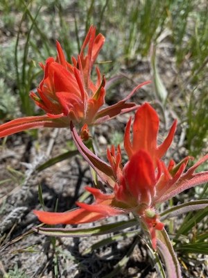 Hiking – Acorn Creek TH - Acorn Creek Loop