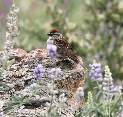 Hiking – Castlewood Canyon State Park