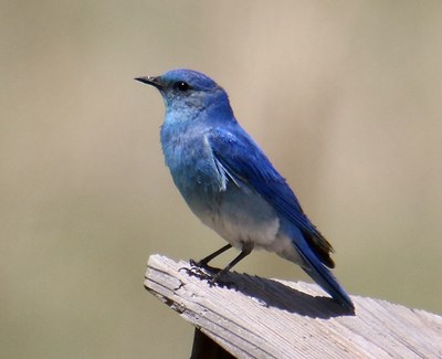 Hiking – Flying J Ranch