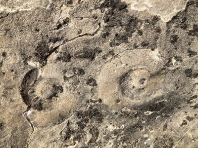 Hiking – Fossils, mining and fire. An eight-mile (or so) amble through Red Rock Canyon Open space exploring a vast expanse of geologic time and an old quarry. We'll also talk briefly about fire ecology on the Front Range.