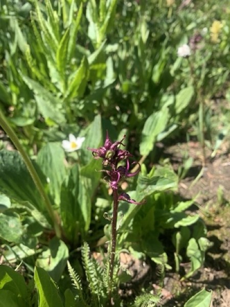 Elephant head flowers.