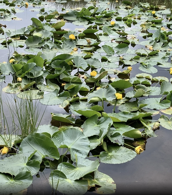 Lily Lake (near Leadville)