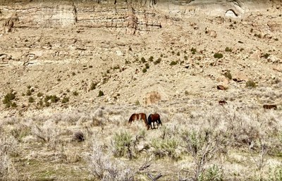 Little Book Cliffs Wilderness Study Area