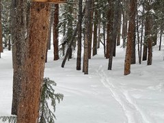 Mitchell Creek Loop